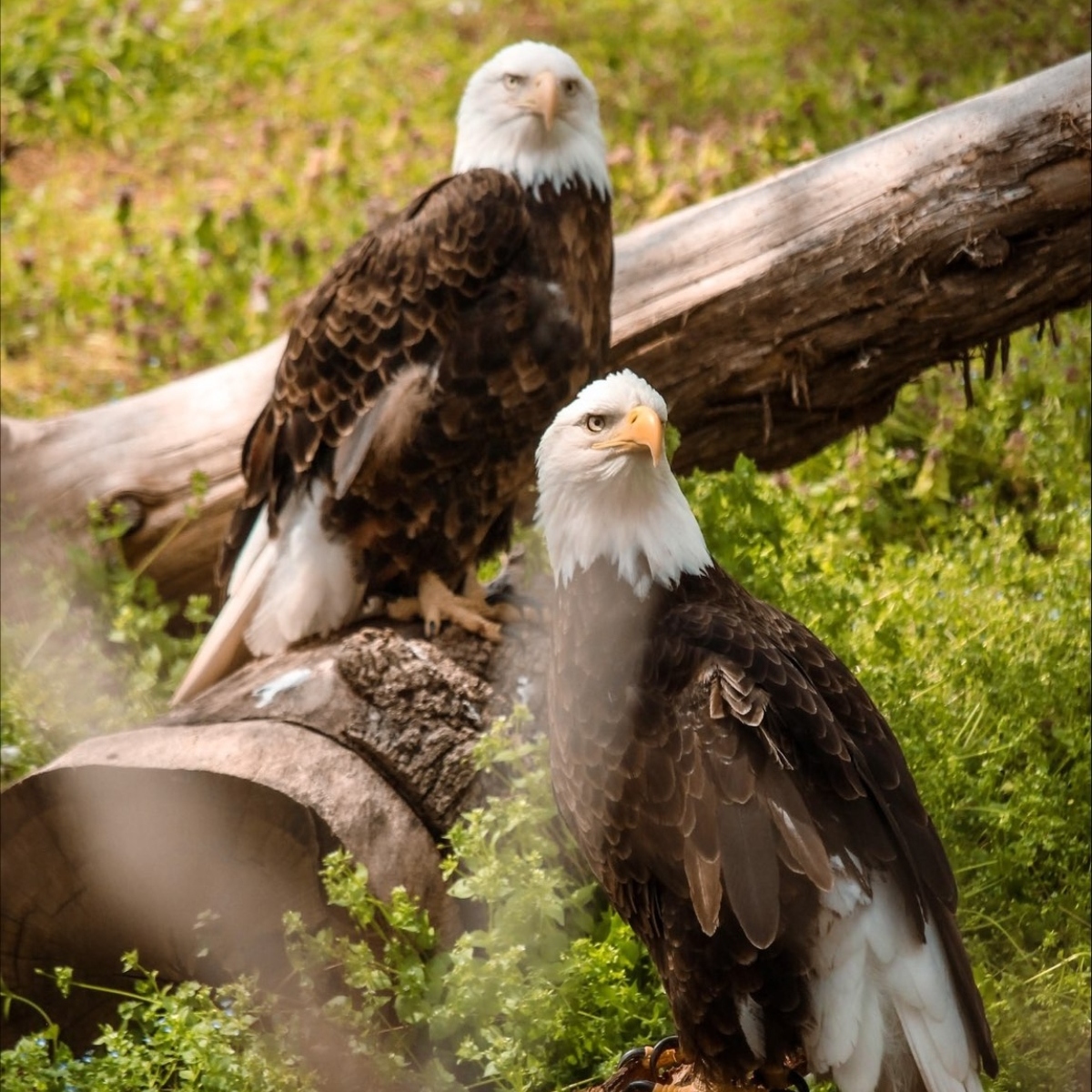 photo of 2 eagles on a log with bushes and shrubs